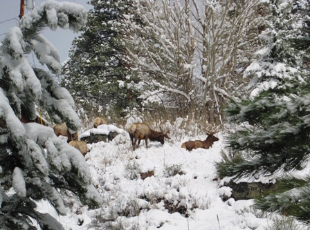Winter View of Elk Across the River