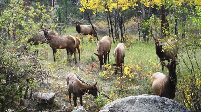 Fall View of Elk Across the River